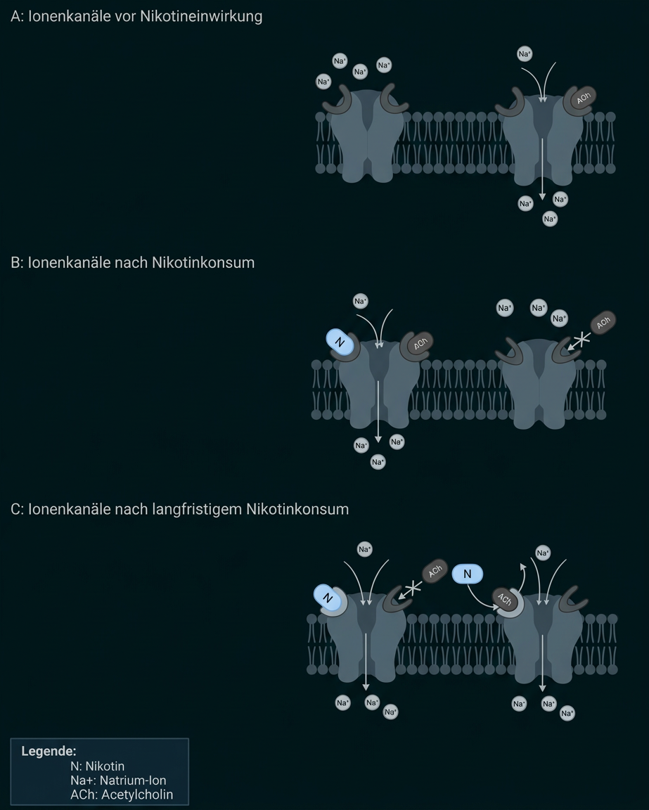 Schematische Darstellung von Ionenkanälen vor, nach und bei langfristigem Nikotinkonsum.